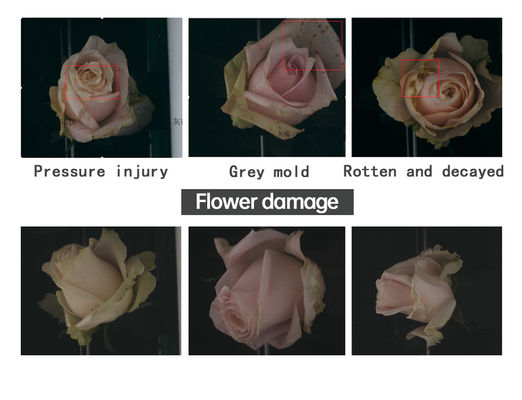 Focusight Rose Sorting Machine and Rose Packaging Machine