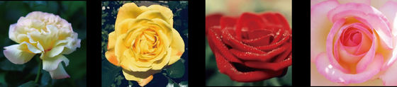 Focusight Rose Sorting Machine and Rose Packaging Machine