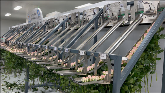 Focusight Rose Sorting Machine and Rose Packaging Machine