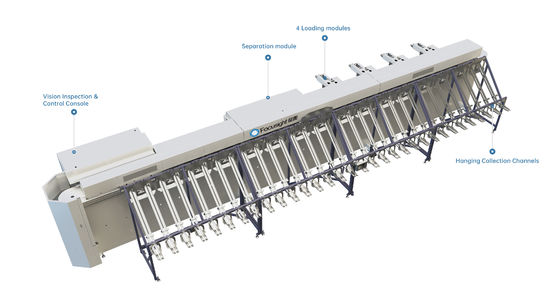 Focusight Rose Sorting Machine and Rose Packaging Machine