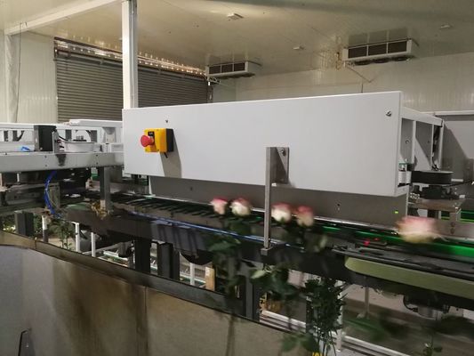 Flower Sorting Automated Focusight Inspection Machine