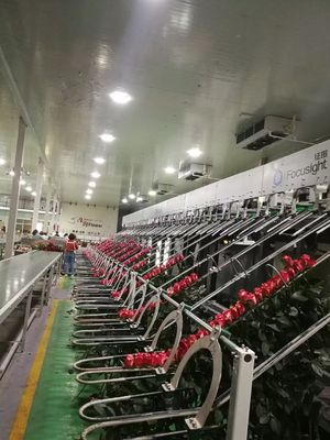 CE Focusight Flower Sorting Equipment 8000 Branches Per Hour