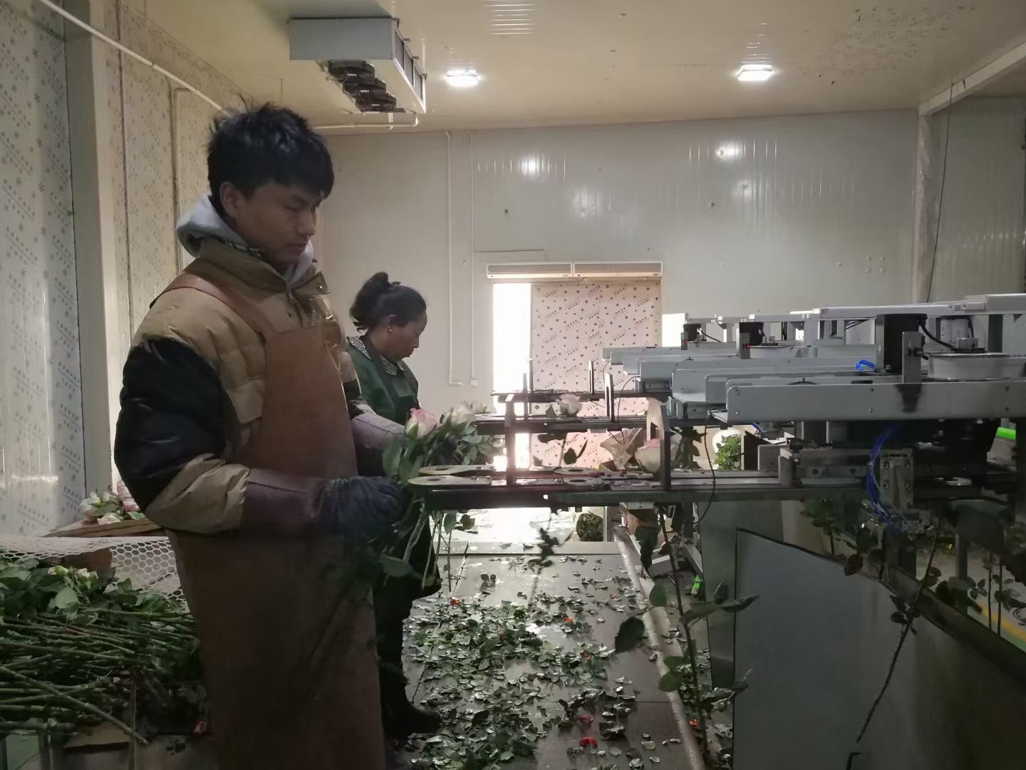 CE Focusight Flower Sorting Equipment 8000 Branches Per Hour